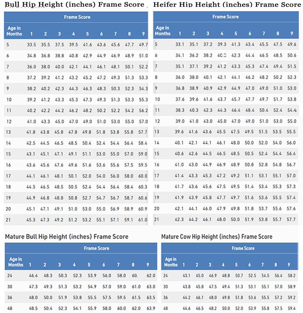 Frame Score Chart